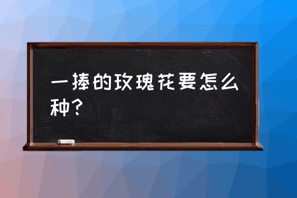 一束的玫瑰花怎么种 一捧的玫瑰花要怎么种? 一束的玫瑰花怎么种 一捧的玫瑰花要怎么种?