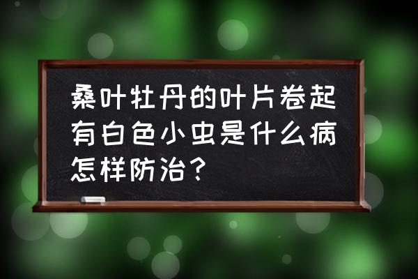 盆栽牡丹叶片有白飞虫怎么回事 桑叶牡丹的叶片卷起有白色小虫是什么病怎样防治？