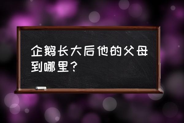 企鹅成年之后为什么父母会离开 企鹅长大后他的父母到哪里? 企鹅成年之后为什么父母会离开 企鹅长大后他的父母到哪里?