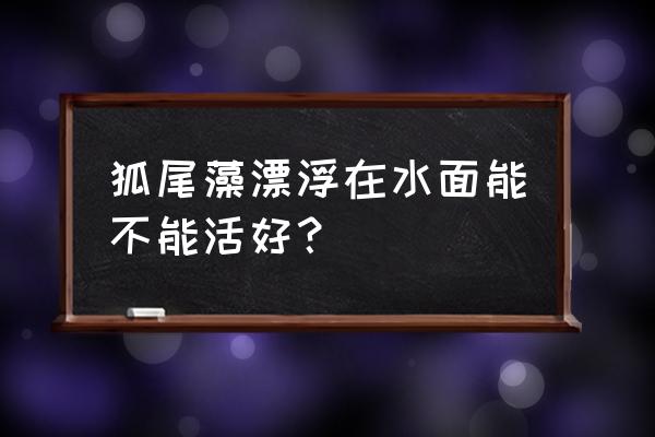 狐尾草怎么发黄了 狐尾藻漂浮在水面能不能活好? 狐尾草怎么发黄了 狐尾藻漂浮在水面能不能活好?