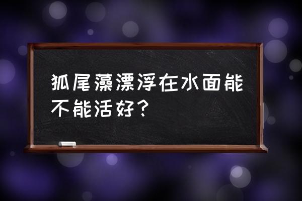 狐尾草怎么发黄了 狐尾藻漂浮在水面能不能活好？