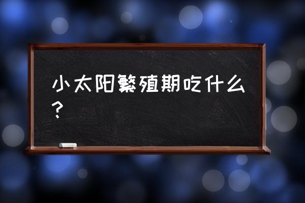 太阳葡萄小镇冬季攻略 小太阳繁殖期吃什么? 太阳葡萄小镇冬季攻略 小太阳繁殖期吃什么?
