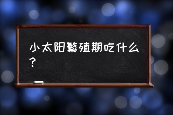 太阳葡萄小镇冬季攻略 小太阳繁殖期吃什么？