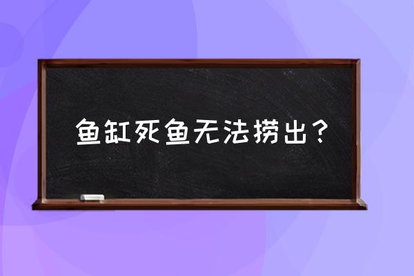 死鱼的正确处理办法 鱼缸死鱼无法捞出? 死鱼的正确处理办法 鱼缸死鱼无法捞出?