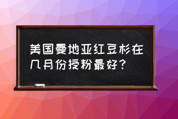 曼地亚红豆杉怎么快速生长 美国曼地亚红豆杉在几月份授粉最好? 曼地亚红豆杉怎么快速生长 美国曼地亚红豆杉在几月份授粉最好?