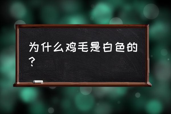 乌鸡是白羽毛吗 为什么鸡毛是白色的? 乌鸡是白羽毛吗 为什么鸡毛是白色的?