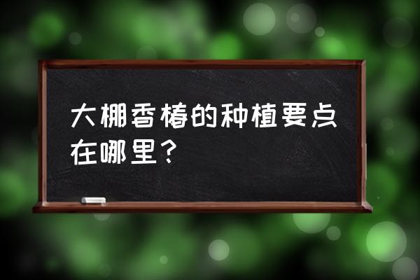 冬天的香椿哪里产 大棚香椿的种植要点在哪里? 冬天的香椿哪里产 大棚香椿的种植要点在哪里?
