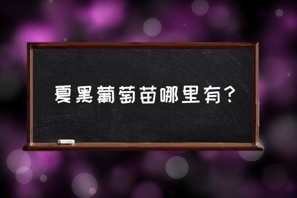 夏黑葡萄树苗多少钱一棵 夏黑葡萄苗哪里有? 夏黑葡萄树苗多少钱一棵 夏黑葡萄苗哪里有?