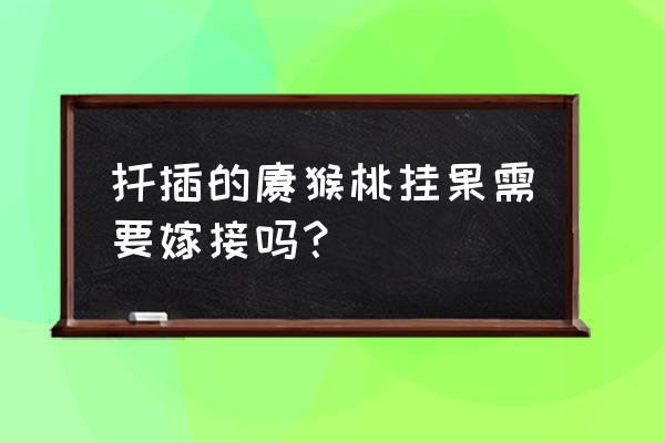 猕猴桃大树改良嫁接 扦插的猕猴桃挂果需要嫁接吗？