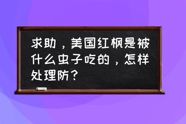 为什么无花果树叶有红色的小虫 求助,美国红枫是被什么虫子吃的,怎样处理防? 为什么无花果树叶有红色的小虫 求助,美国红枫是被什么虫子吃的,怎样处理防?