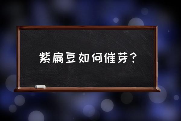 紫扁豆种植最佳时间 紫扁豆如何催芽? 紫扁豆种植最佳时间 紫扁豆如何催芽?