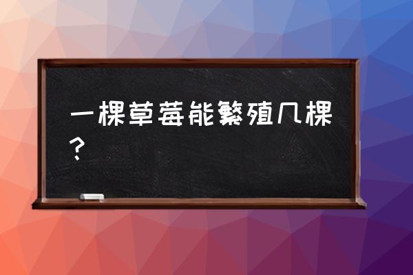 草莓苗价格多少钱一棵 一棵草莓能繁殖几棵? 草莓苗价格多少钱一棵 一棵草莓能繁殖几棵?