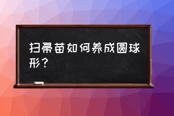 一个盆一般需要几颗地肤草种子 扫帚苗如何养成圆球形？