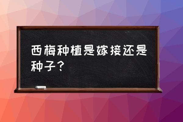 西梅可以盆栽吗怎么栽成活率高 西梅种植是嫁接还是种子? 西梅可以盆栽吗怎么栽成活率高 西梅种植是嫁接还是种子?
