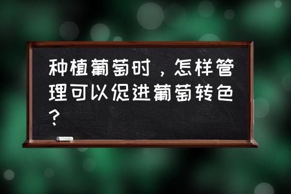 葡萄怎么转色又快又好 种植葡萄时,怎样管理可以促进葡萄转色? 葡萄怎么转色又快又好 种植葡萄时,怎样管理可以促进葡萄转色?