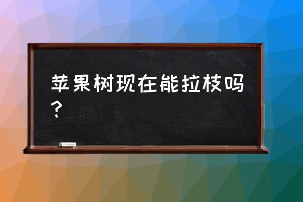苹果树怎么能快速长粗 苹果树现在能拉枝吗? 苹果树怎么能快速长粗 苹果树现在能拉枝吗?