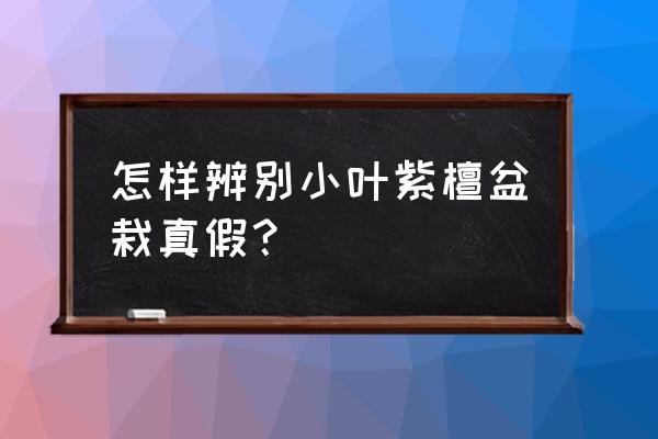 小叶紫檀真假图片对比 怎样辨别小叶紫檀盆栽真假? 小叶紫檀真假图片对比 怎样辨别小叶紫檀盆栽真假?