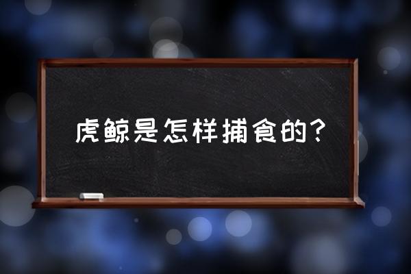 儿童简笔画海狮怎么画 虎鲸是怎样捕食的? 儿童简笔画海狮怎么画 虎鲸是怎样捕食的?