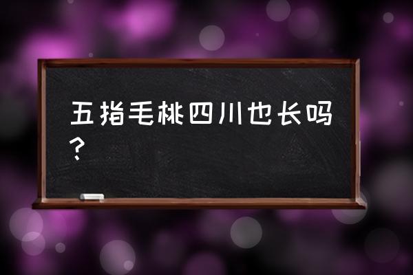 五指毛桃种植成本多少钱一亩 五指毛桃四川也长吗? 五指毛桃种植成本多少钱一亩 五指毛桃四川也长吗?