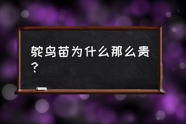 鸵鸟专用孵化机 鸵鸟苗为什么那么贵? 鸵鸟专用孵化机 鸵鸟苗为什么那么贵?