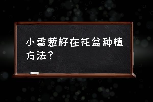 阳台花盆怎样种植葱 小香葱籽在花盆种植方法? 阳台花盆怎样种植葱 小香葱籽在花盆种植方法?