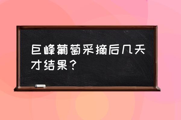 吃多久巨峰葡萄就可以看得出好处 巨峰葡萄采摘后几天才结果? 吃多久巨峰葡萄就可以看得出好处 巨峰葡萄采摘后几天才结果?