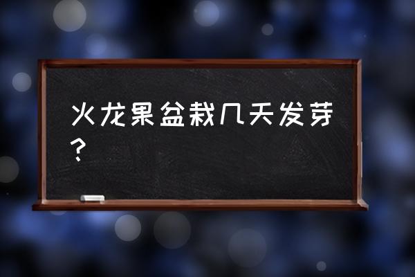 火龙果种子发芽全过程 火龙果盆栽几天发芽? 火龙果种子发芽全过程 火龙果盆栽几天发芽?