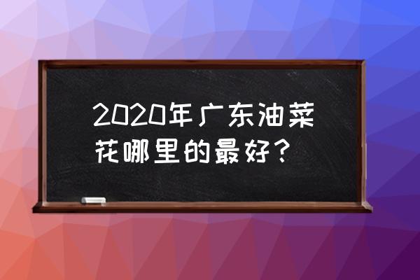 中国最大的油菜花旅游地在哪 2020年广东油菜花哪里的最好? 中国最大的油菜花旅游地在哪 2020年广东油菜花哪里的最好?