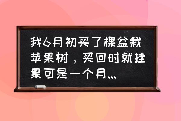 盆栽苹果长不大的原因 我6月初买了棵盆栽苹果树,买回时就挂果可是一个月了苹果还那么大,这是什么原因? 盆栽苹果长不大的原因 我6月初买了棵盆栽苹果树,买回时就挂果可是一个月了苹果还那么大,这是什么原因?