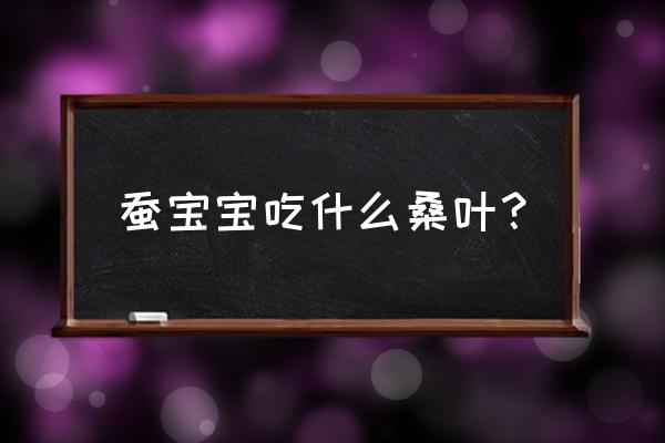 蚕宝宝喂桑叶正确方法 蚕宝宝吃什么桑叶? 蚕宝宝喂桑叶正确方法 蚕宝宝吃什么桑叶?