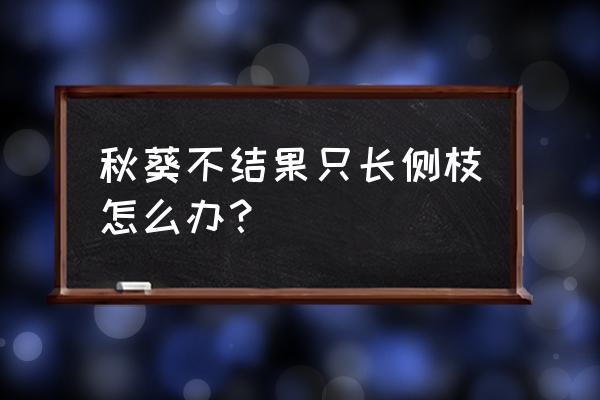 秋葵长在哪里图片大全 秋葵不结果只长侧枝怎么办? 秋葵长在哪里图片大全 秋葵不结果只长侧枝怎么办?