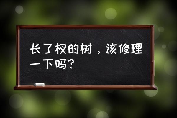 手工剪一棵小树 长了杈的树,该修理一下吗? 手工剪一棵小树 长了杈的树,该修理一下吗?