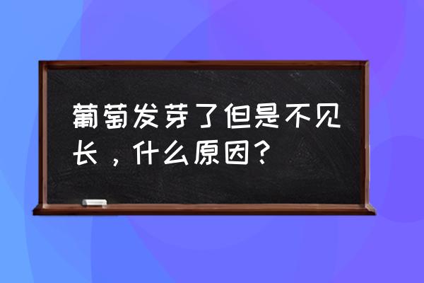 葡萄树发芽不长个咋办 葡萄发芽了但是不见长,什么原因? 葡萄树发芽不长个咋办 葡萄发芽了但是不见长,什么原因?