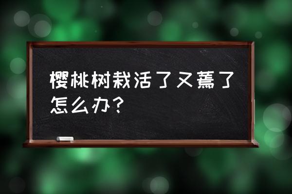 樱桃叶子发黄发蔫快速补救方法 樱桃树栽活了又蔫了怎么办？