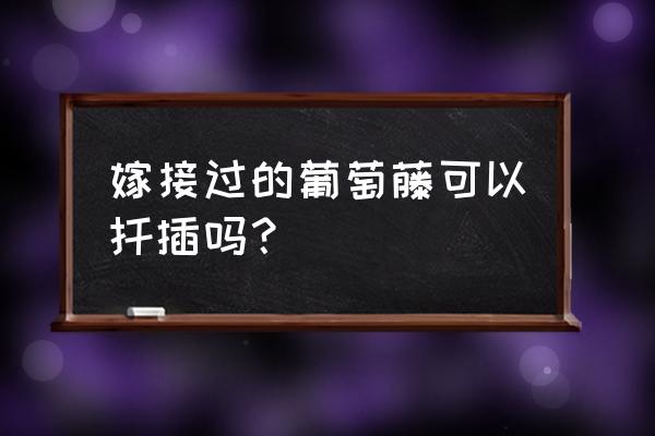 葡萄冬季扦插怎么生根 嫁接过的葡萄藤可以扦插吗? 葡萄冬季扦插怎么生根 嫁接过的葡萄藤可以扦插吗?