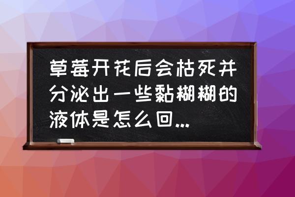 怎样判断草莓是水过多还是水过少 草莓开花后会枯死并分泌出一些黏糊糊的液体是怎么回事?应该怎么防治? 怎样判断草莓是水过多还是水过少 草莓开花后会枯死并分泌出一些黏糊糊的液体是怎么回事?应该怎么防治?
