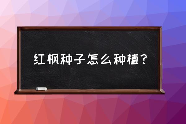 在家怎么种植美国红枫种子 红枫种子怎么种植？