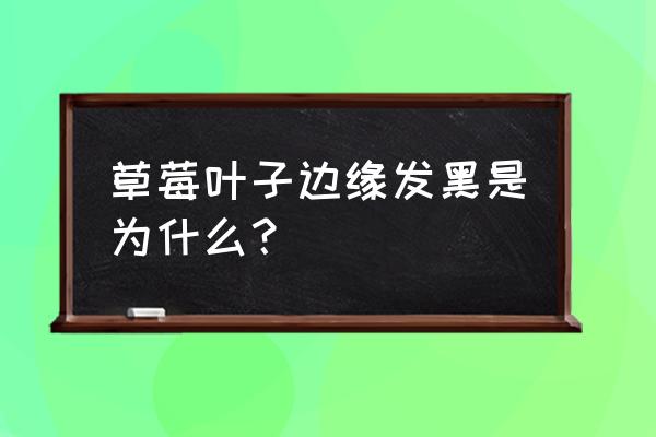 草莓叶尖发黑怎么回事 草莓叶子边缘发黑是为什么? 草莓叶尖发黑怎么回事 草莓叶子边缘发黑是为什么?