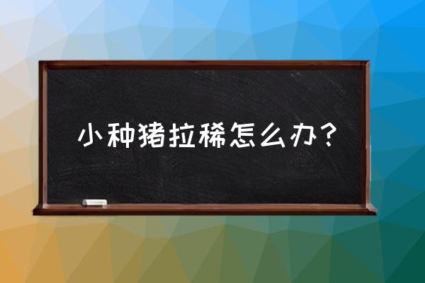 中猪病毒性腹泻解决方法 小种猪拉稀怎么办？