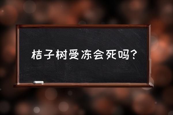 桔子树怕什么会死 桔子树受冻会死吗? 桔子树怕什么会死 桔子树受冻会死吗?