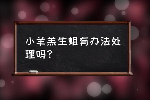 临产母羊可以喂驱虫药吗 小羊羔生蛆有办法处理吗? 临产母羊可以喂驱虫药吗 小羊羔生蛆有办法处理吗?