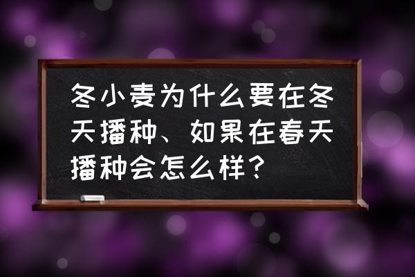 盆栽小麦冬季养护技巧 冬小麦为什么要在冬天播种、如果在春天播种会怎么样? 盆栽小麦冬季养护技巧 冬小麦为什么要在冬天播种、如果在春天播种会怎么样?