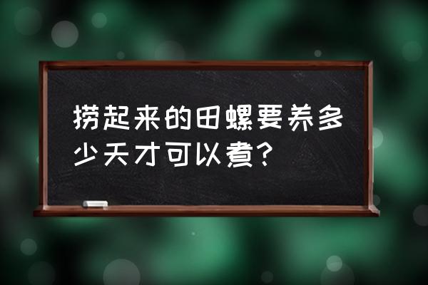 田螺买回来怎么养两三天 捞起来的田螺要养多少天才可以煮? 田螺买回来怎么养两三天 捞起来的田螺要养多少天才可以煮?
