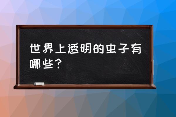 蜜蜂图片素材透明 世界上透明的虫子有哪些? 蜜蜂图片素材透明 世界上透明的虫子有哪些?