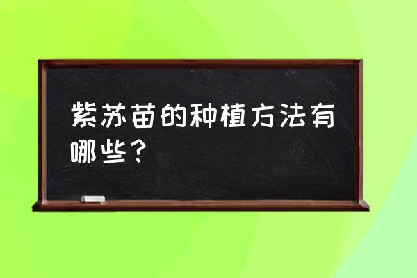 最简单的野菜种植方法 紫苏苗的种植方法有哪些? 最简单的野菜种植方法 紫苏苗的种植方法有哪些?