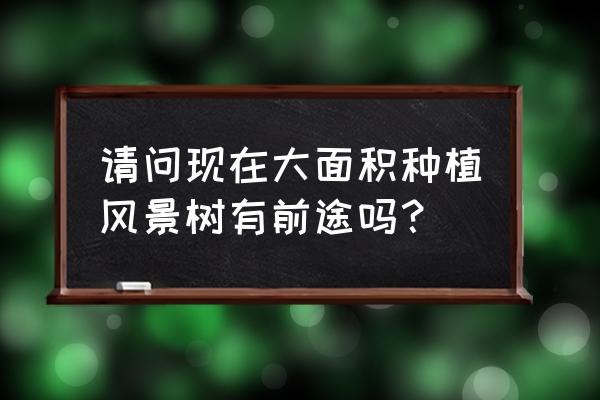 种黄花槐好不好 请问现在大面积种植风景树有前途吗? 种黄花槐好不好 请问现在大面积种植风景树有前途吗?
