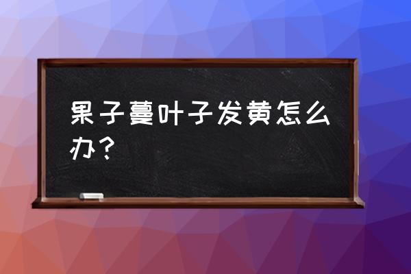 果子蔓的养殖方法和注意事项 果子蔓叶子发黄怎么办? 果子蔓的养殖方法和注意事项 果子蔓叶子发黄怎么办?