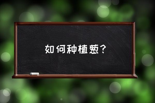 最先进的大葱种植方法 如何种植葱? 最先进的大葱种植方法 如何种植葱?