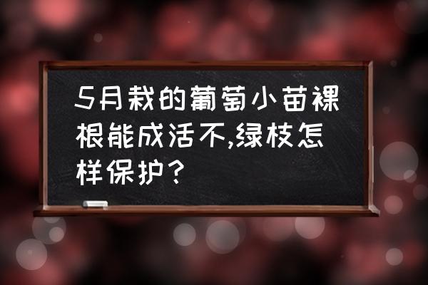 葡萄4月份刚刚再发芽要怎么管理 5月栽的葡萄小苗裸根能成活不,绿枝怎样保护? 葡萄4月份刚刚再发芽要怎么管理 5月栽的葡萄小苗裸根能成活不,绿枝怎样保护?