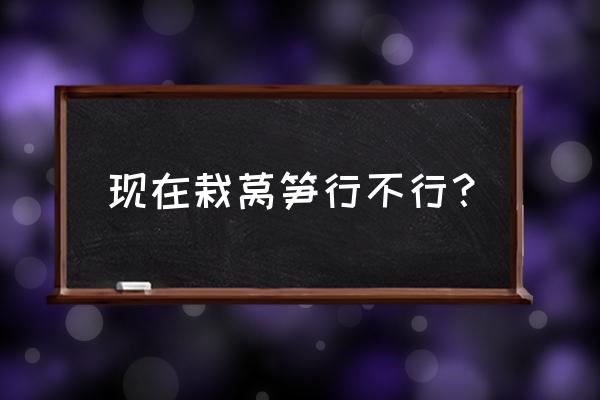 红莴笋怎样种植才肥大 现在栽莴笋行不行? 红莴笋怎样种植才肥大 现在栽莴笋行不行?